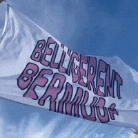 BelligerentBermuda party bermuda belligerent belligerent bermuda GIF