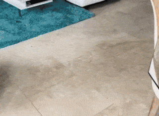 primulax giphyupload GIF