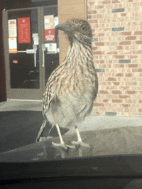New Mexico Roadrunner GIF by Heaven Sent Gaming