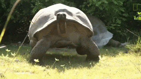 tortoise GIF