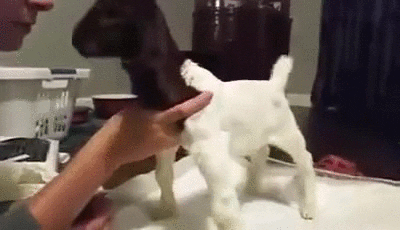 GIF by Random Goat