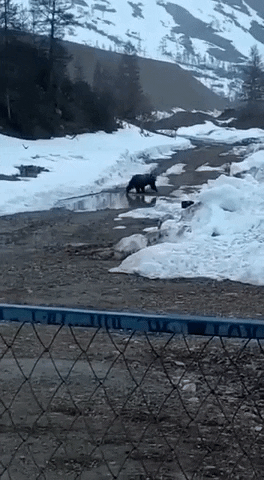 cuteanimalland giphyupload GIF