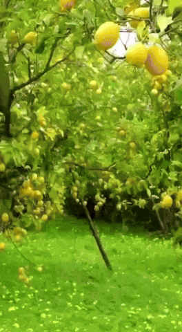citron animé