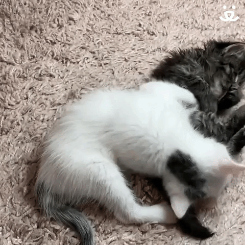 Kittens Wrestling
