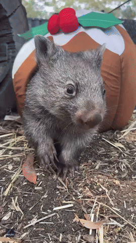 Wombat Emerges From Pudding Costume in Animal Hospital's Adoption Video