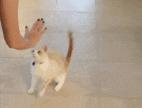Video gif. A tan cat rises up on its hind legs and high fives a human with its paw.