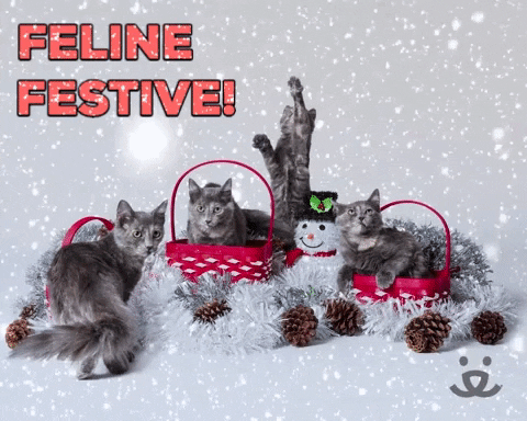 Cat Save Them All GIF by Best Friends Animal Society