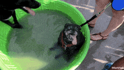hot dog GIF by The BarkPost 