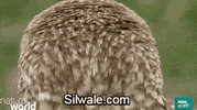 GIF by Silwale