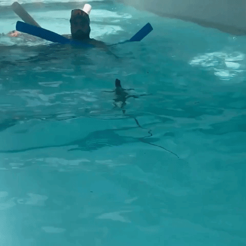 Iguana Sneaks Up On Swimmer