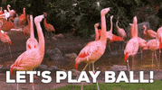 ForwardMadisonFC  GIF