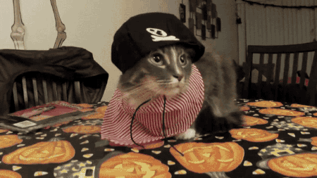 cat costume GIF