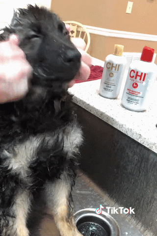 Chat Bonjour GIF by TikTok France