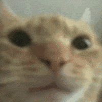 Cat Kitten GIF