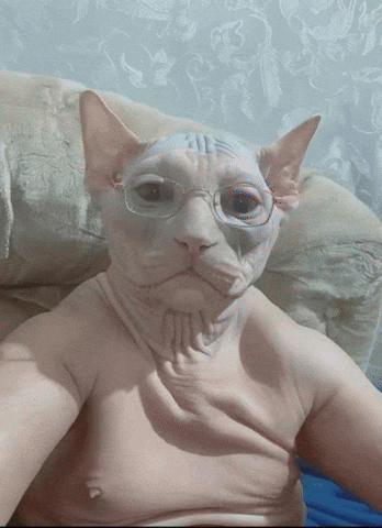 Cat Tuff GIF
