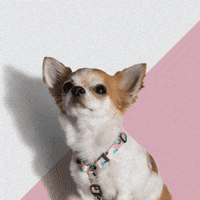 CVitanimal dogs perro perros doglover GIF