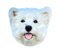 White Dog Sticker by Diggs Pet