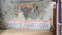 Cincinnati Zoo's Fiona the Hippo Celebrates First Birthday