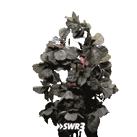 Morning Hallo Sticker by SWR3