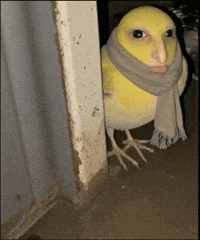 Bird GIF
