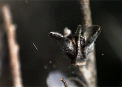 slow motion plants GIF