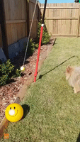 Pomeranian Has Never-Ending Fun With Backyard Tennis Game