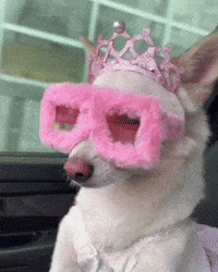 Jindo GIF