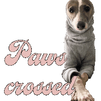 Italian Greyhound Piper Sticker by normanandpiper