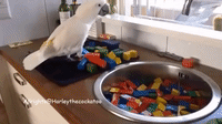 Helpful Cockatoo Assists Owner in Cleaning Wooden Blocks