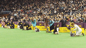 toy group dog GIF by Westminster Kennel Club