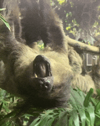 Tired Late Night GIF by Valley Zoo Development Society