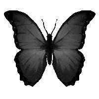Fly Butterfly Sticker