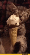 ice eat GIF