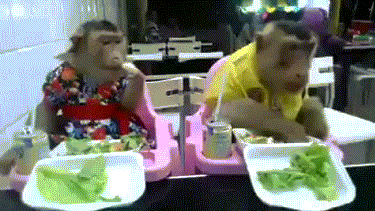 monkey eating GIF