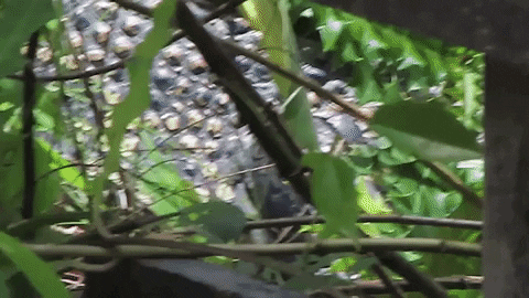 AsiaOne giphyupload asiaone GIF