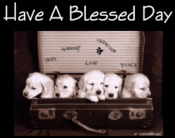 soblessed GIF