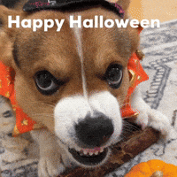 Dog Happy Halloween GIF