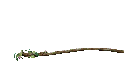 3D Brazil Sticker by SKEMA Business School