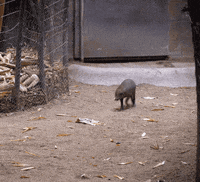 happy baby animals GIF by San Diego Zoo