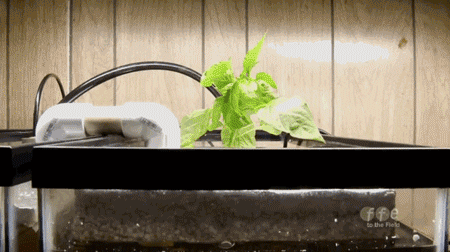 fish tank tech GIF