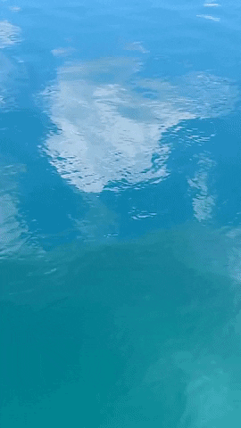 Simongip giphygifmaker GIF