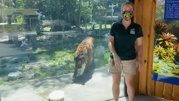 Footage Documents Eko the Tiger's Life at Naples Zoo (File)