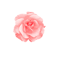 granini_de flower rose blume granini Sticker