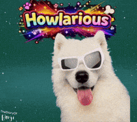 Laugh Omg GIF