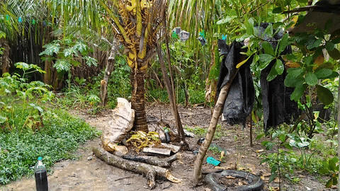 Mashwa giphyupload natural dyes natural shades yanesha lab GIF