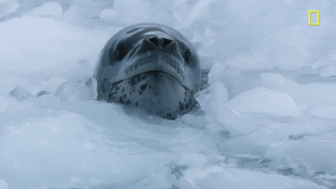 nat geo dunking GIF by National Geographic Channel