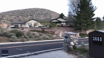 Neighbors Forced to Help as Massive Herd of Sheep Invades Street in Nevada