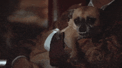 season 1 cats GIF by Animals