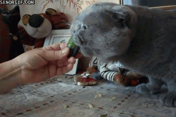 cat vegetables GIF by Cheezburger