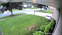 Surprised Deer Jumps Through Window
